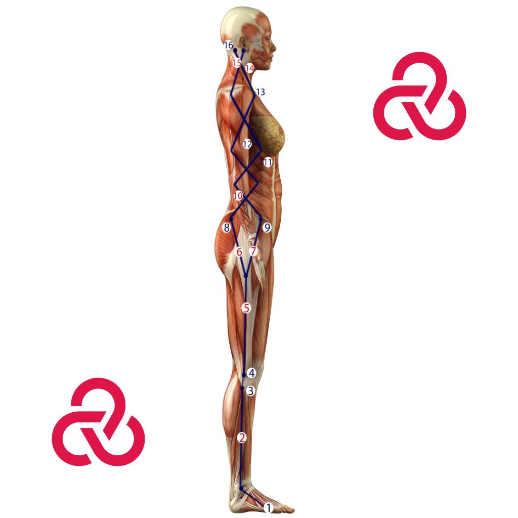 Replay Live: Myofascial Connections Workshop: Superficial, Front and Back Myofascia