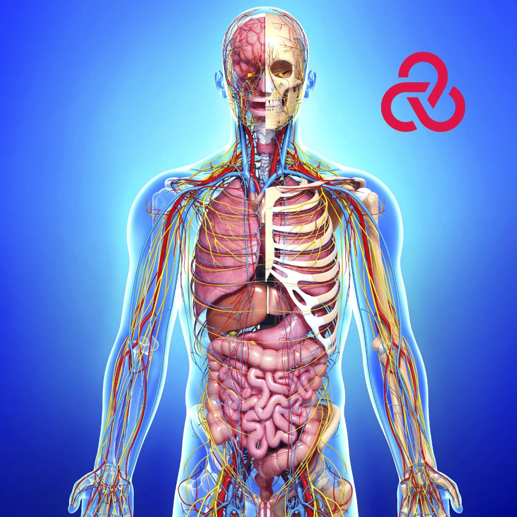 Replay Live: Myofascial Connections Workshop: Superficial, Front and Back Myofascia