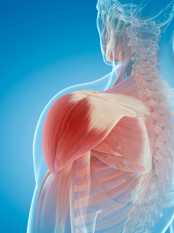 Replay of Live Shoulder Impingement Workshop: From Pain to Power, Your Path to Pain-Free Living!