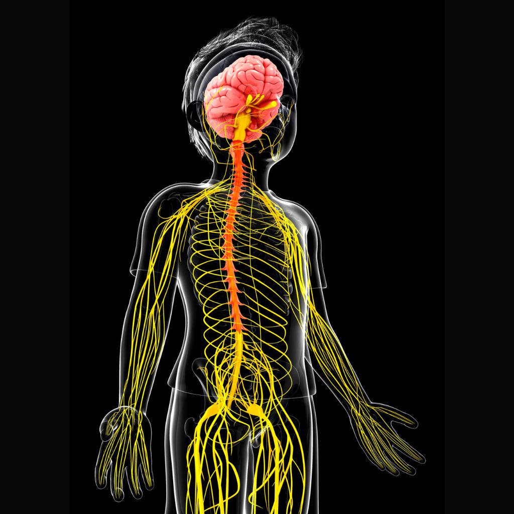 Free Resource - Why Your Nervous System Might Be Sabotaging Your Wellness (And What to Do About It)