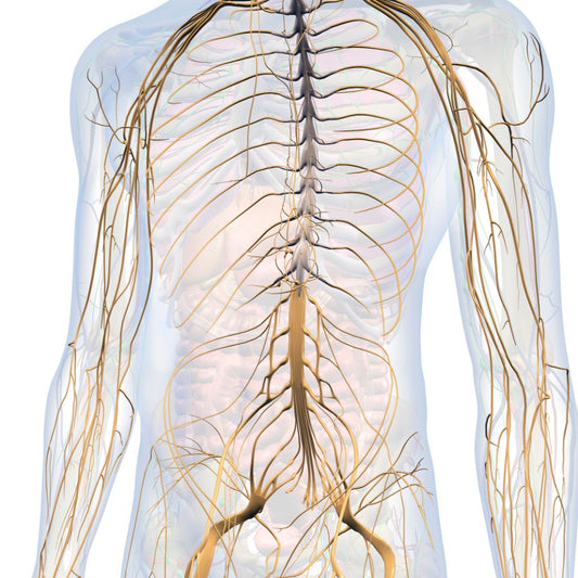 90 Days Nervous System Reset Program (Self Paced)