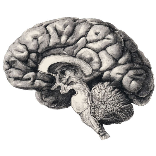 B3 Trauma & Stress Reset Workshop