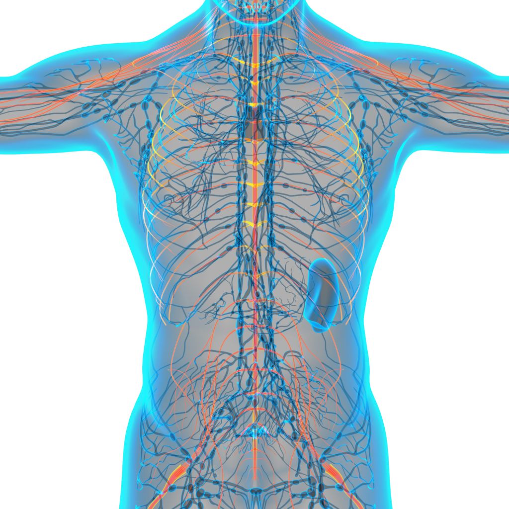 Live: B3 Body Stress Reset Workshop: Restoring the Vagus Nerve